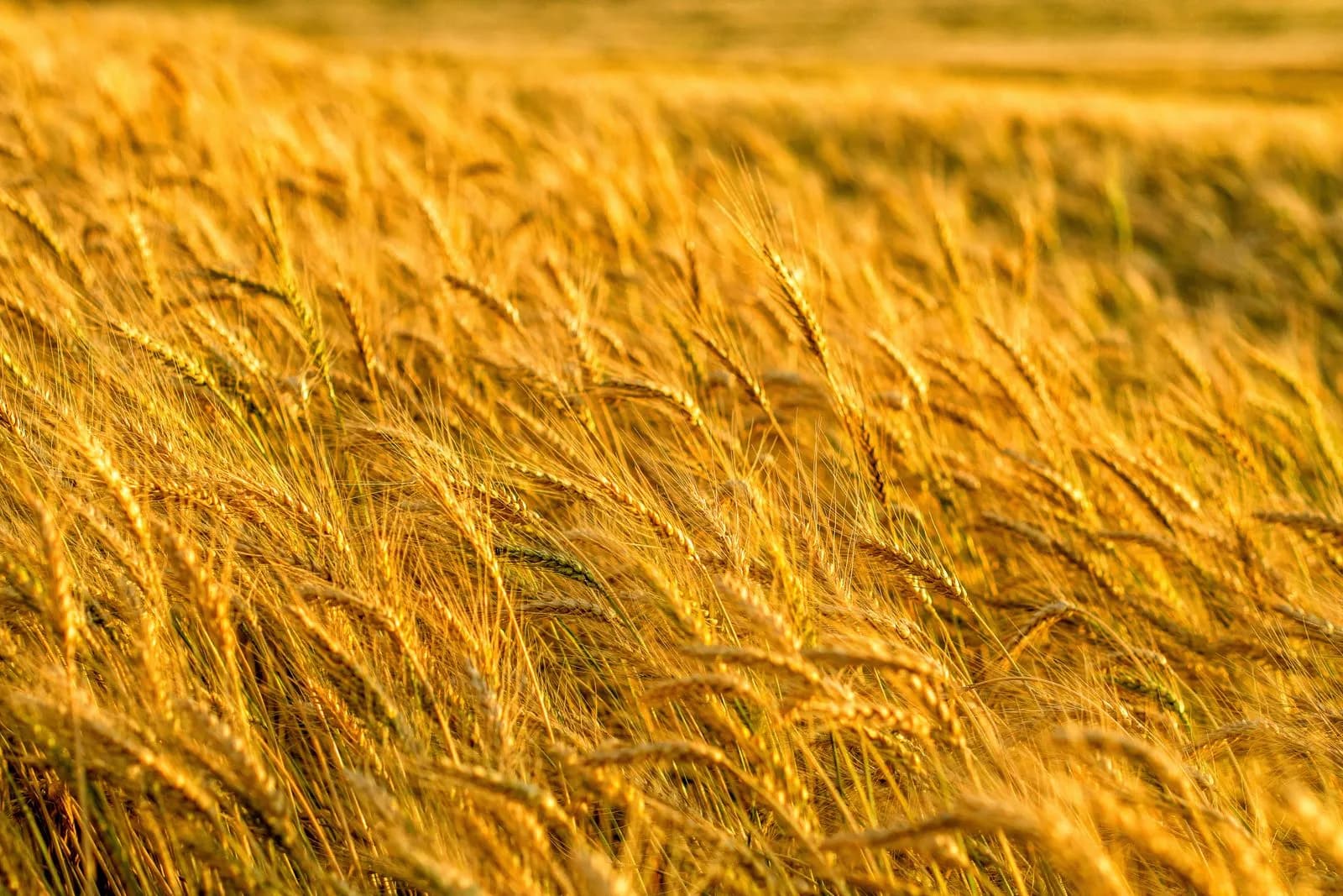 Lush golden wheat field swaying in the breeze, captured in Brazil.